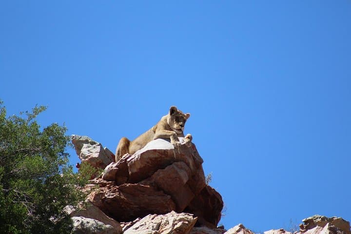 Big 5 African Safari near Cape Town