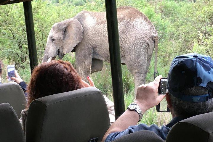 Pilanesberg National Park Safari from Johannesburg