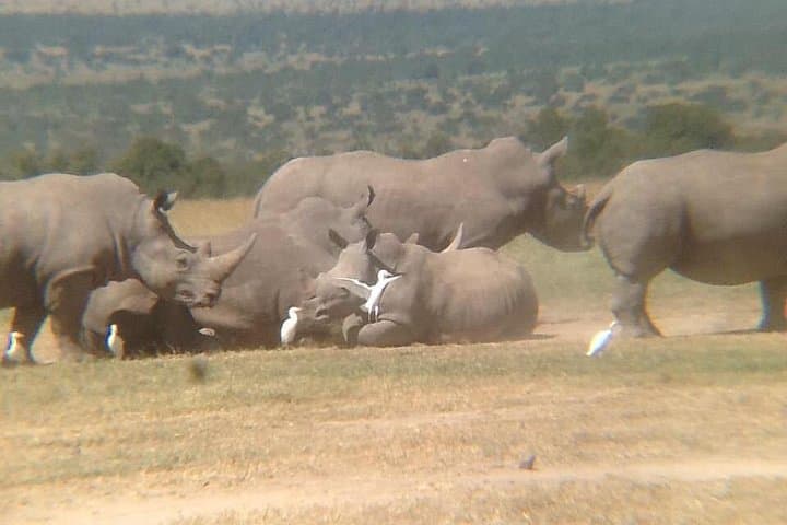 5 Days Olpejeta Conservancy & Solio Rhino sanctuary