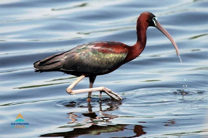 Fayoum Full Day tour Bird Watching