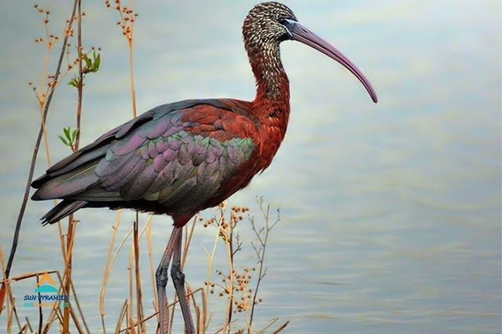 Fayoum Full Day tour Bird Watching