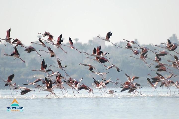 Fayoum Full Day tour Bird Watching
