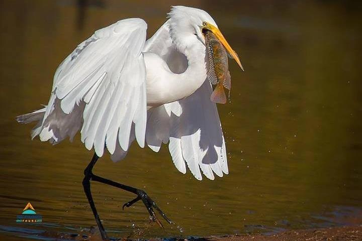 Fayoum Full Day tour Bird Watching