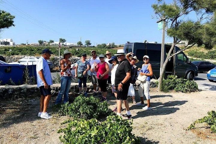 Santorini Half Day Wine Tasting & Winery Tour with Pickup