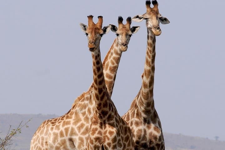 5 days Maasai mara/Nakuru/Naivasha safari