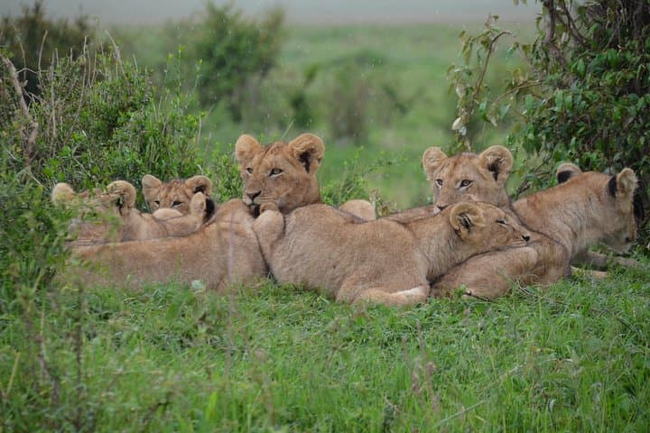5 days Maasai mara/Nakuru/Naivasha safari