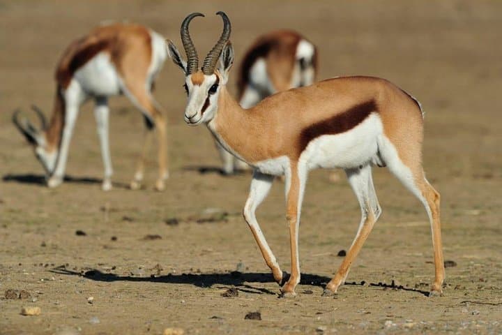 13 Day Safari - Cape Town to Johannesburg