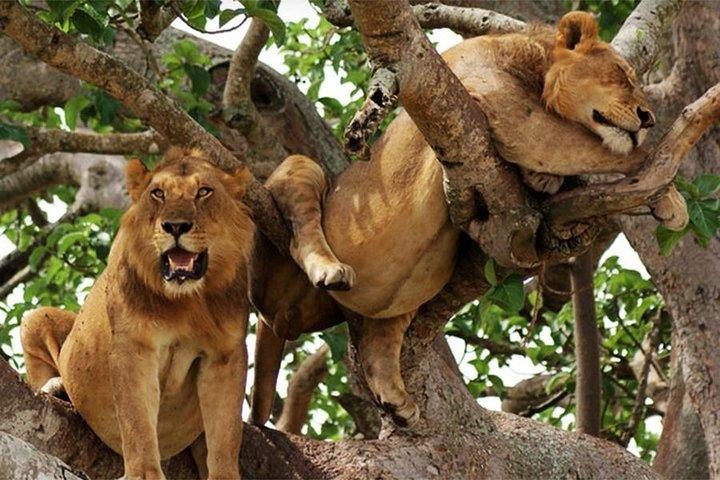 4 days Gorilla trekking and wildlife experience