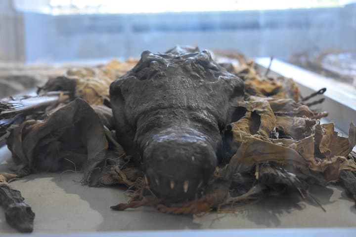 Herculaneum ruins and Naples National Archaeological Museum tour from Naples