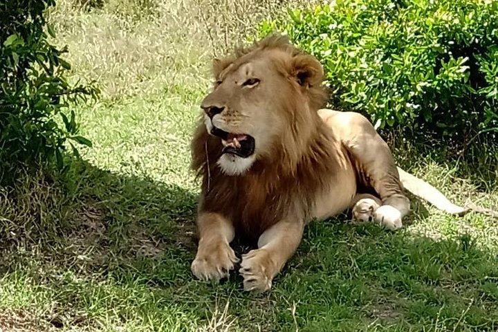 4 Days, 3 Nights Premium Luxury Tour to Masai Mara Game Reserve