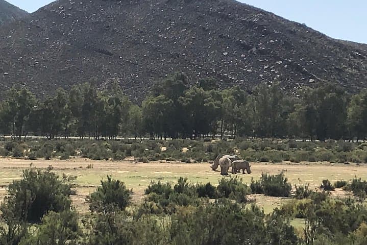 Big 5 African Safari near Cape Town