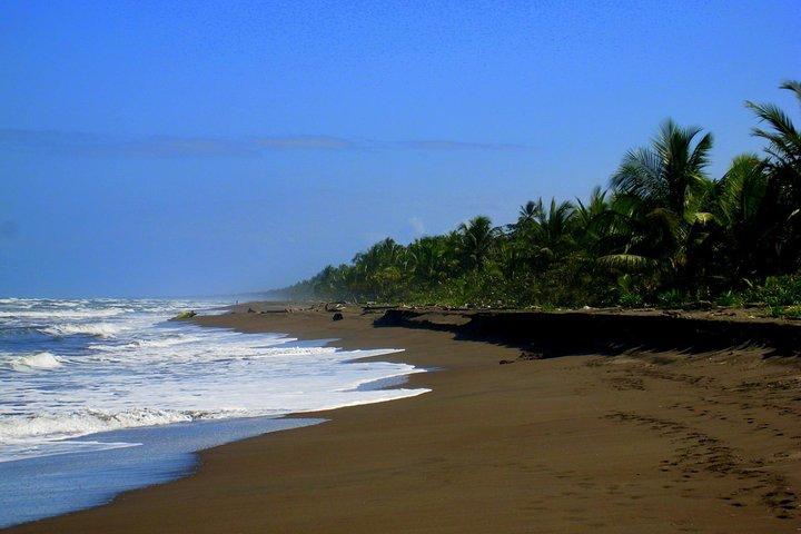 Tortuguero National Park and Canals Day Trip from San Jose