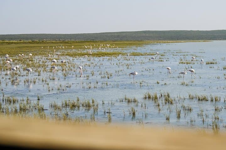 Cape Town Private Birding Tour