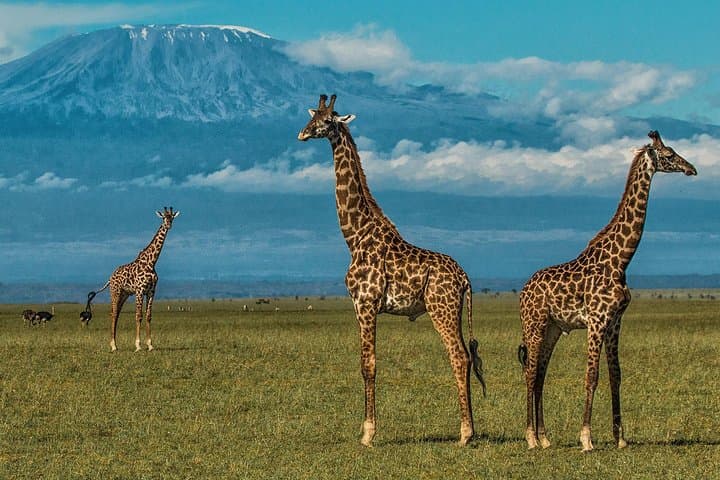 3-Day Amboseli Safari from Nairobi with Kilimanjaro Views