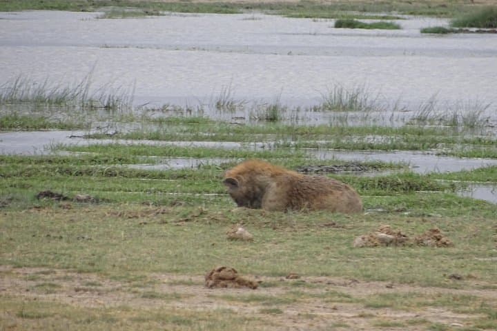 3 Days Safari start in Nairobi - Amboseli - Tsavo West - End in Mombasa