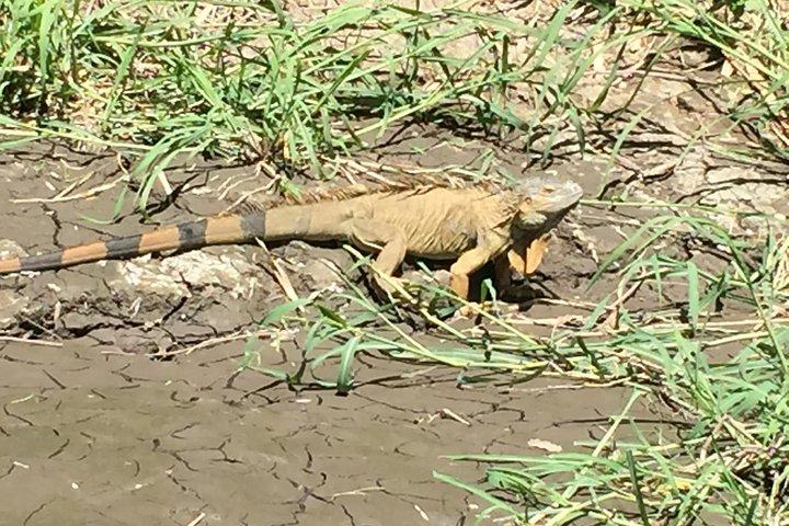 Tamarindo wildlife Estuary boat ride tour 1 hour and 45 minutes