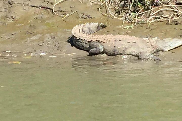 Tamarindo wildlife Estuary boat ride tour 1 hour and 45 minutes