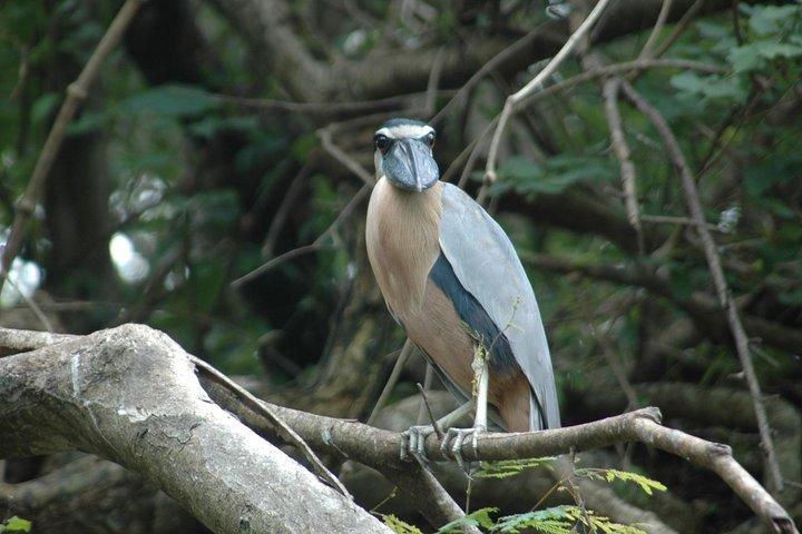 Tamarindo wildlife Estuary boat ride tour 1 hour and 45 minutes