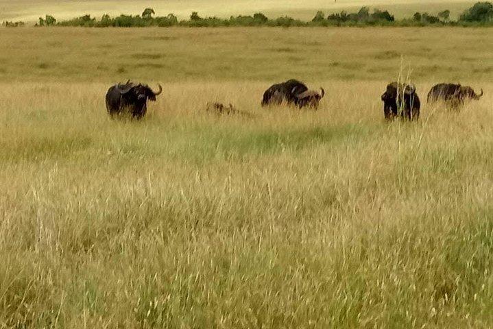 6 Days: Samburu Park, Lake Nakuru Park, Maasai Mara N Reserve