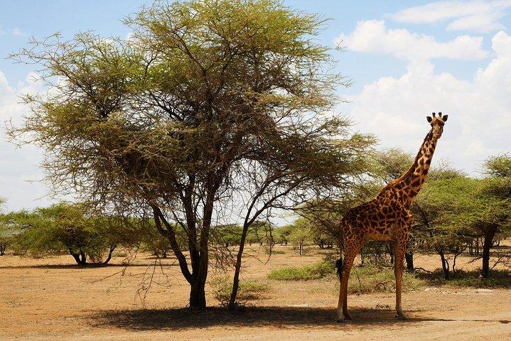 Tarangire, Serengeti and Ngorongoro Crater