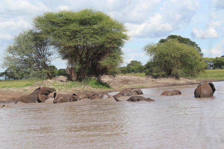 Jambo Jambo 3 Days Safari