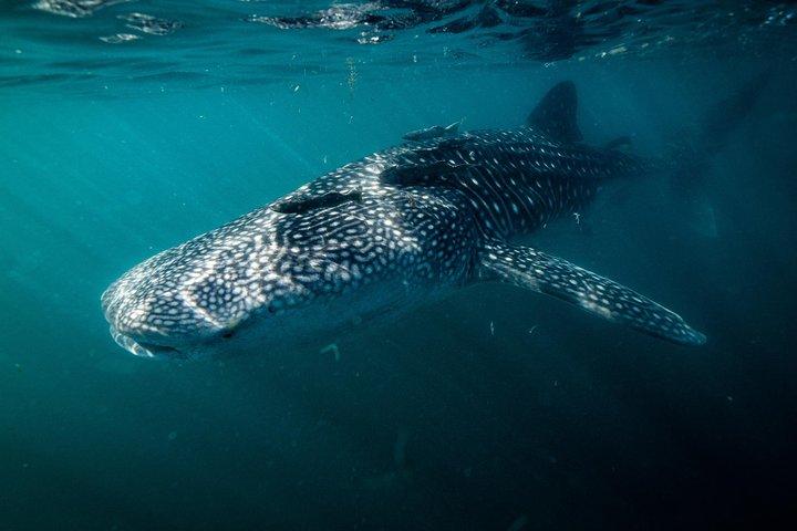 Whale Shark snorkeling tour in a reduced group with local marine biologist