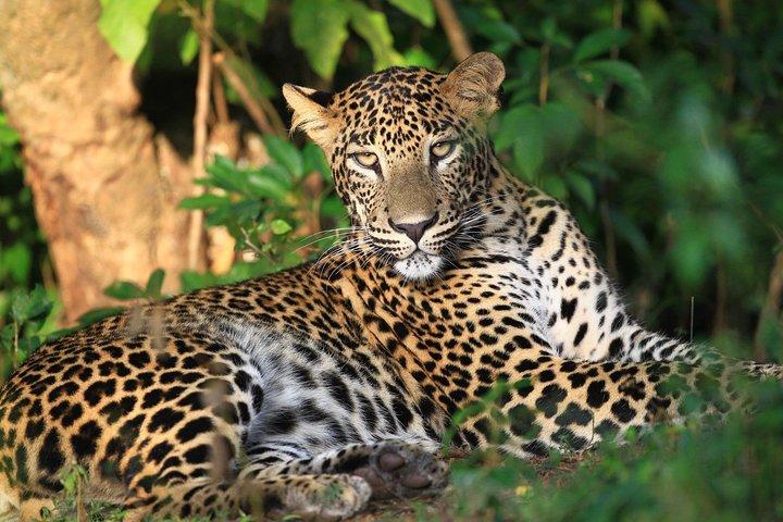 Wilpattu Half Day Safari From Anuradhapura