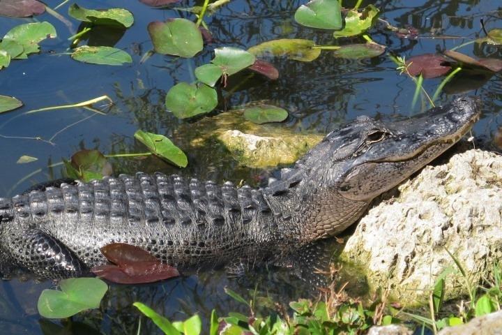 Private Everglades Tour: Airboat & Alligator Habitat Experience