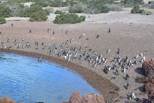 Punta Tombo