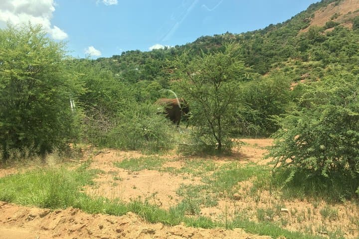 Pilanesberg Safari Day Tour