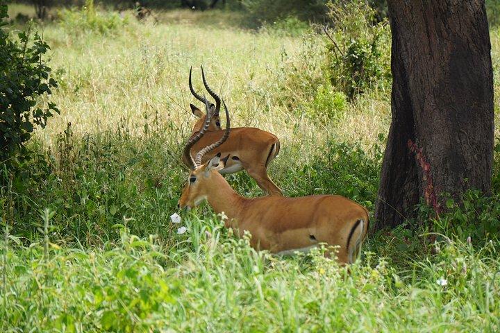 Tarangire National Park