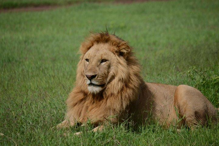 5 Days Tarangire ,Serengeti.Ngorongoro and Lake manyara