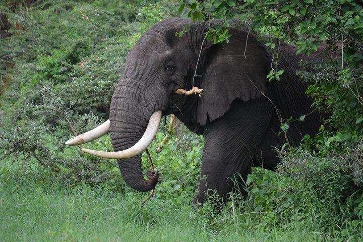 5 Days Tarangire ,Serengeti.Ngorongoro and Lake manyara