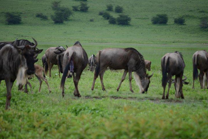 3 Days Serengeti & Ngorongoro Crater group safari