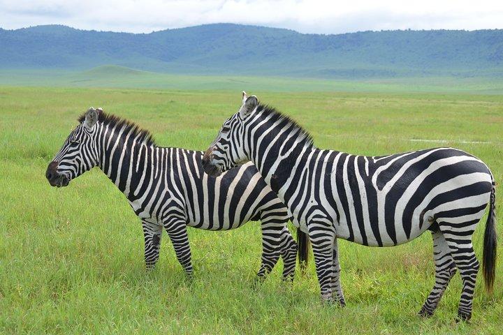 3 Days Serengeti & Ngorongoro Lodge Safari