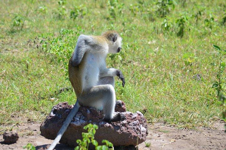 3 Days Serengeti & Ngorongoro Lodge Safari
