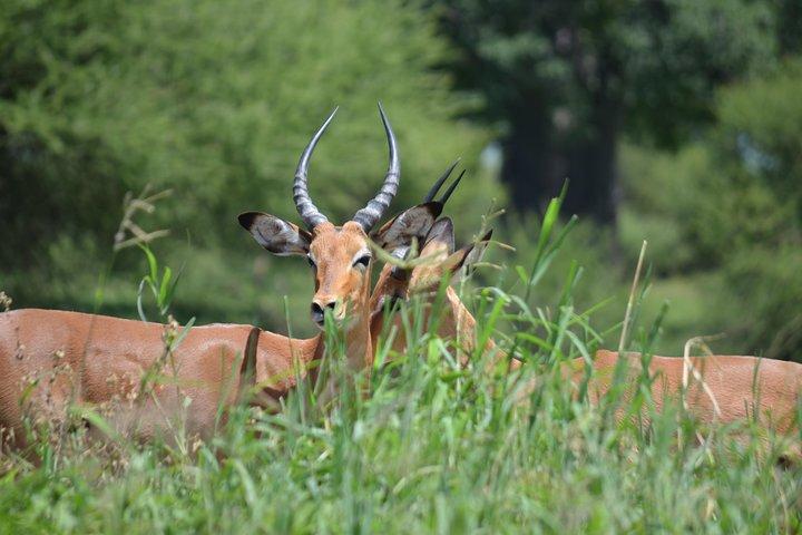 3 Days Serengeti & Ngorongoro Lodge Safari