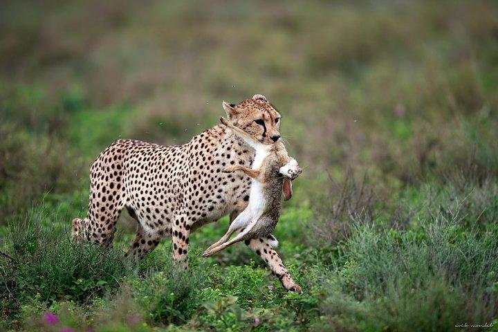3 Days Luxury Lodge Safari in Tanzania