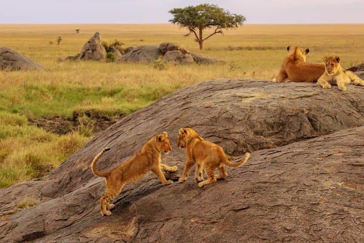 Nairobi National Park , Giraffe center & Elephant Orphanage
