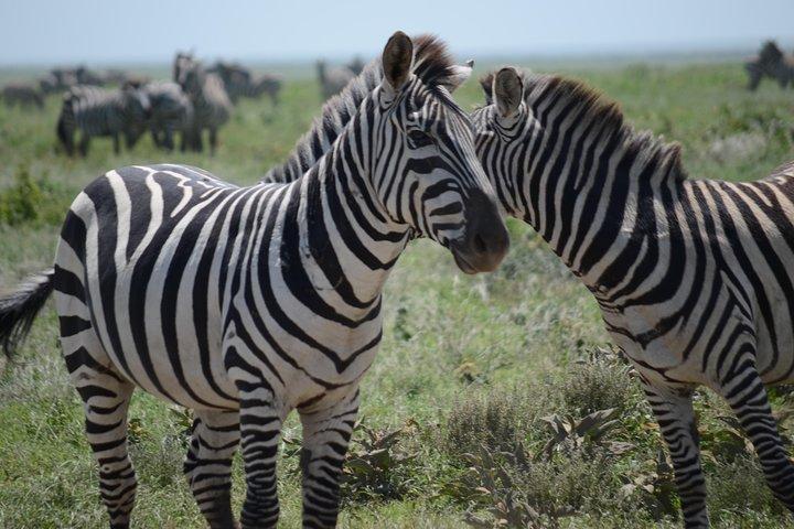 3 Days private safari Tarangire ,Ngorongroro crater &Manyara