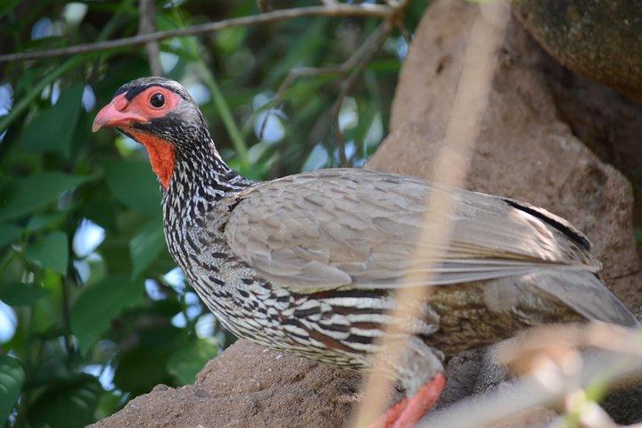 6 Days lodge &camping tour Serengeti ,Tarangire ,Ngorongoro Crater and Manyara