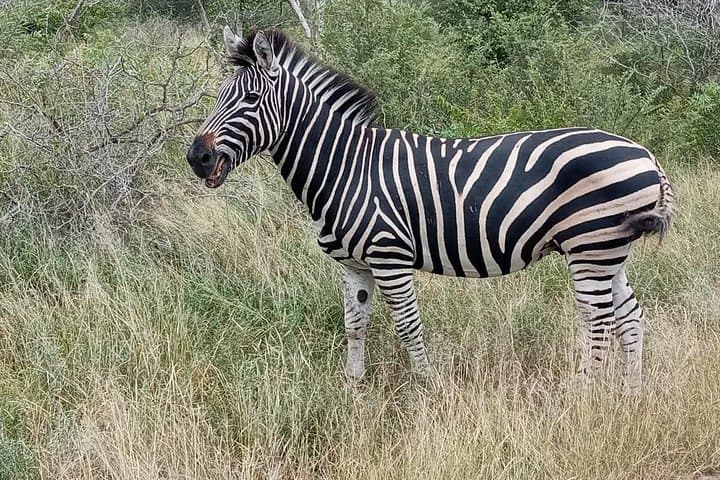 Pilanesberg Safari Day Tour