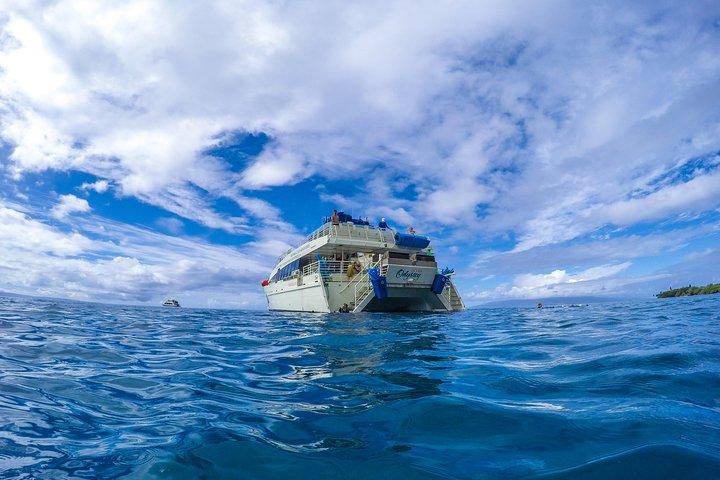 Molokini and Turtle Arches Snorkeling Trip from Ma'alaea Harbor