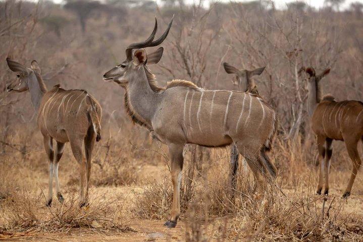 10-Day Nature Wildlife Experience Safari with Boat Trip