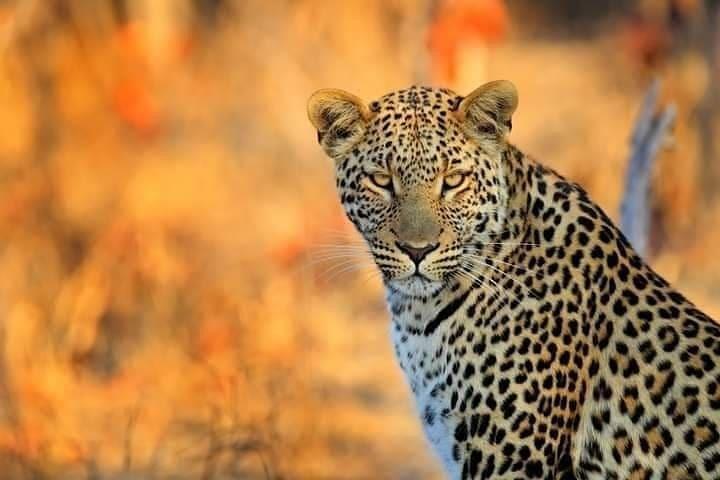 10-Day Nature Wildlife Experience Safari with Boat Trip
