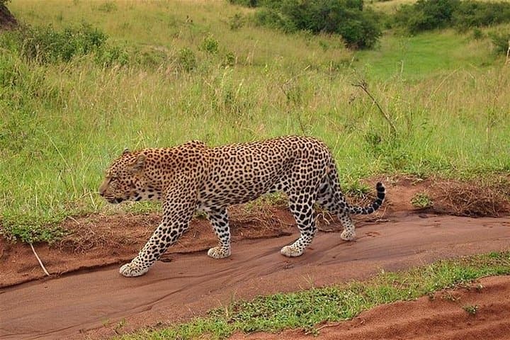 4 Days Masai Mara and Lake Nakuru Group Safari in a Landcruiser