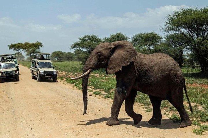 2-Day Amboseli National Park Safari from Nairobi
