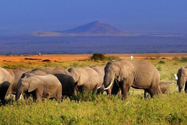 2-Day Amboseli National Park Safari from Nairobi