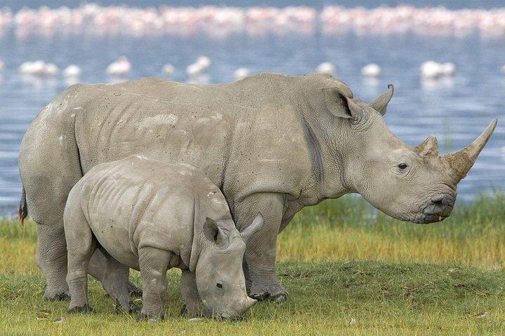 Full Day Lake Nakuru National Park with complimentary boat ride