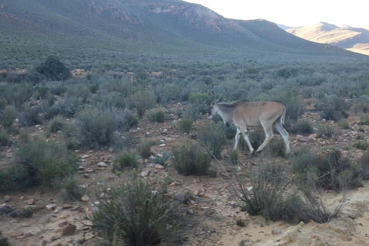 Aquila Wildlife Safari Tour